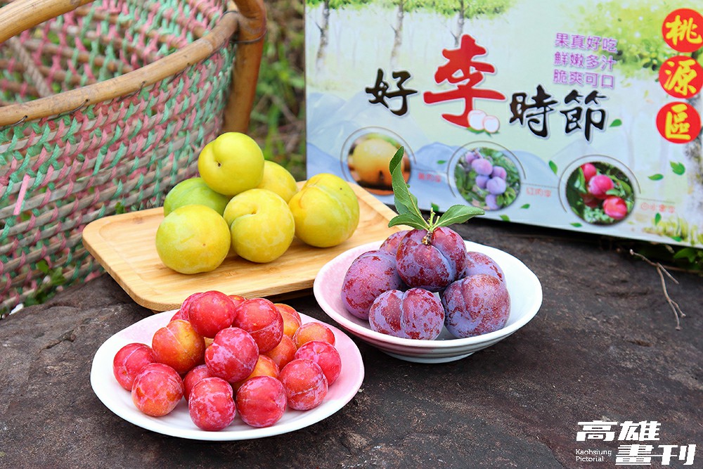 噠嗨的果園採用有機農法栽種紅肉李（中）、黃肉李（後）與白水蜜李（前），採收期約在5至6月，開放民眾預約採果。(攝影/Carter)