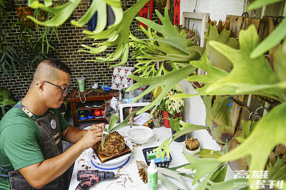 鹿角蕨生長的介質混合排水良好的水苔和樹皮，比例約為8:2，包覆側芽的根系。水苔不宜綁的太扎實，建議為輕壓會回彈的程度，讓根系可以呼吸。(攝影/Cindy Lee)