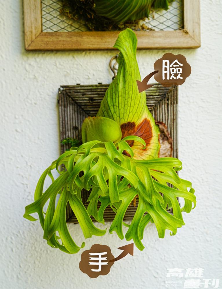 鹿角蕨的孢子葉以及包覆植物基部的扁平營養葉，玩家們分別以「手」和「臉」稱呼。(攝影/Cindy Lee)