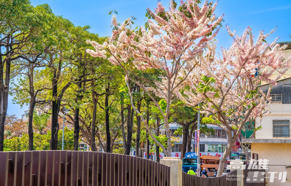 春季花旗木、楝樹及黃花風鈴木，與夏季阿勃勒、鳳凰木、大花紫薇等開花行道樹，讓城市隨四季有了豐富的樣貌。(上：攝影/黃敬文；中：圖片提供/高市府工務局公園處；下：攝影/李瑰嫻)