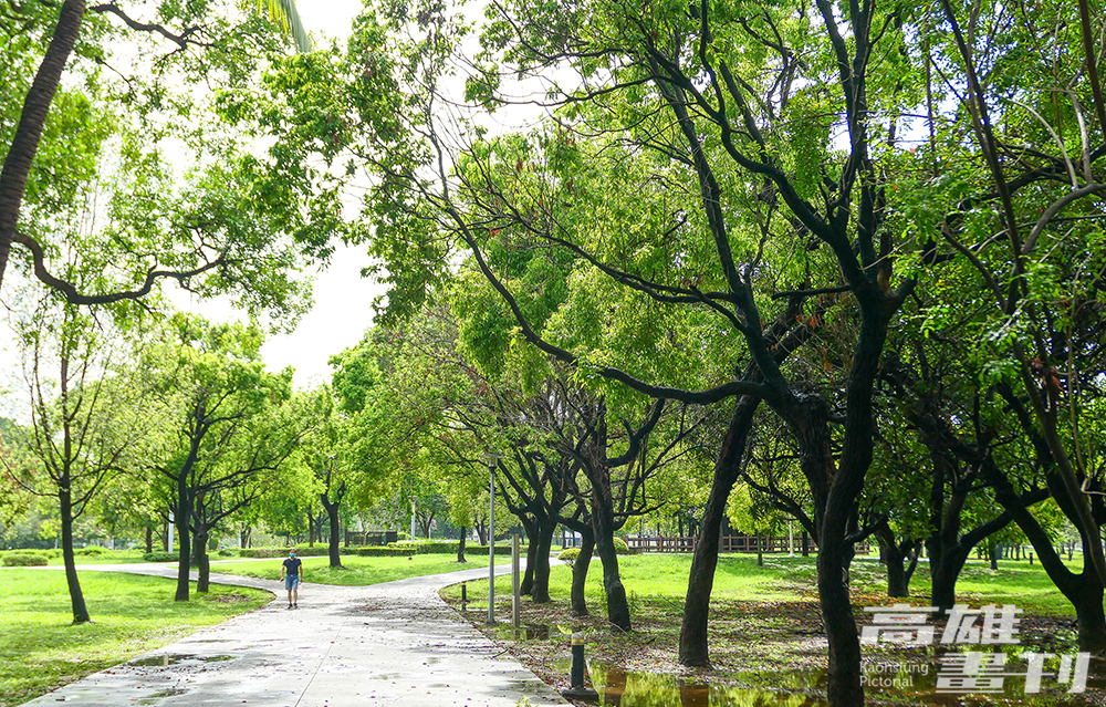 筆直寬闊的道路，及兩旁高聳蔥鬱的行道樹，是許多市民們習以為常的港都風景。 (攝影/李瑰嫻)