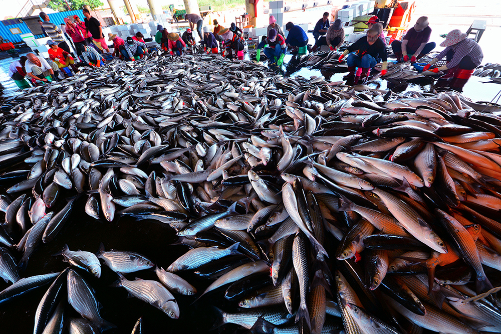 烏魚。
