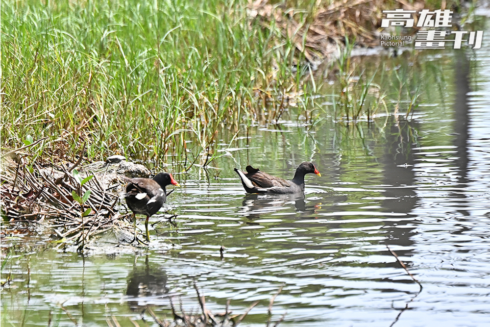 除了常見的野外鳥斑鳩、八哥、麻雀、伯勞等外，方家政指出在市區濕地較少看到冬候鳥，但牠們有時會在河口覓食，因濕地鄰近出海口，鳥友們常開玩笑牠們迷路時就飛來林園海洋濕地。 (攝影/Carter)