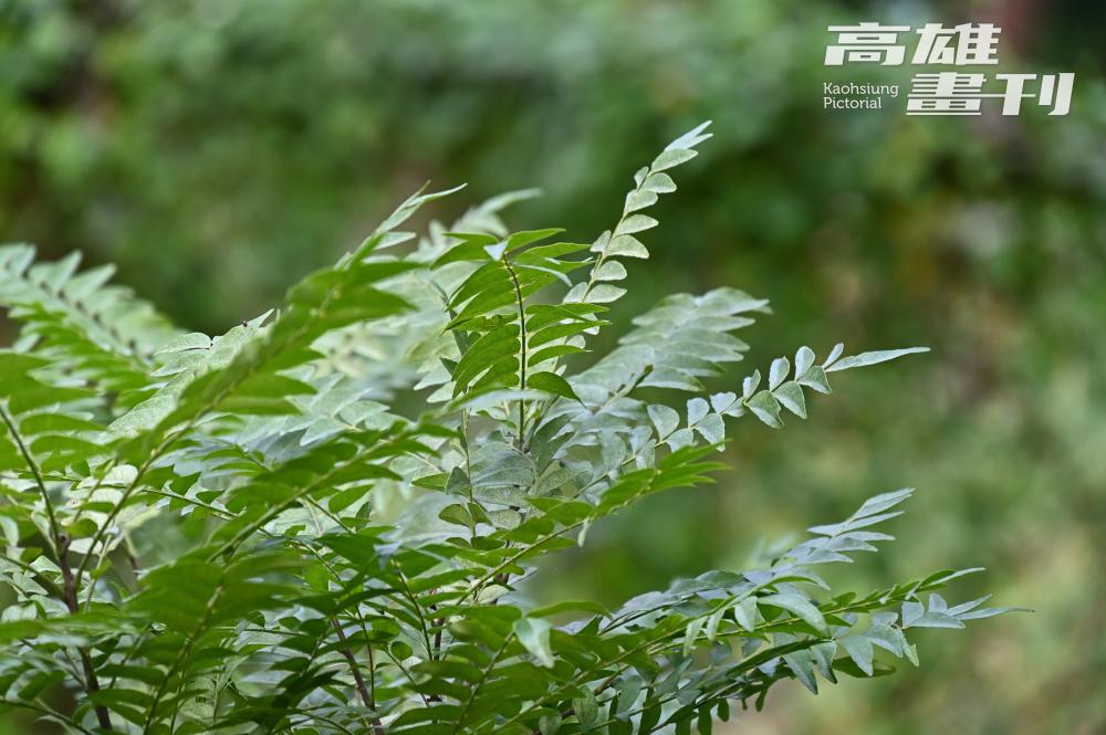 過山香是芸香科植物（Rutaceae），據傳恆春地區女子出嫁時，早年會燒開水並用過山香葉片讓新娘洗澡，新娘坐的轎子抬過一個山頭後，身上仍維持香氣不散而得名。 (攝影/Carter) 