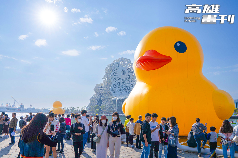 療癒的黃色小鴨暌違十年再度回到高雄，今年特地「攜伴」游進愛河灣。從(攝影/黃敬文)