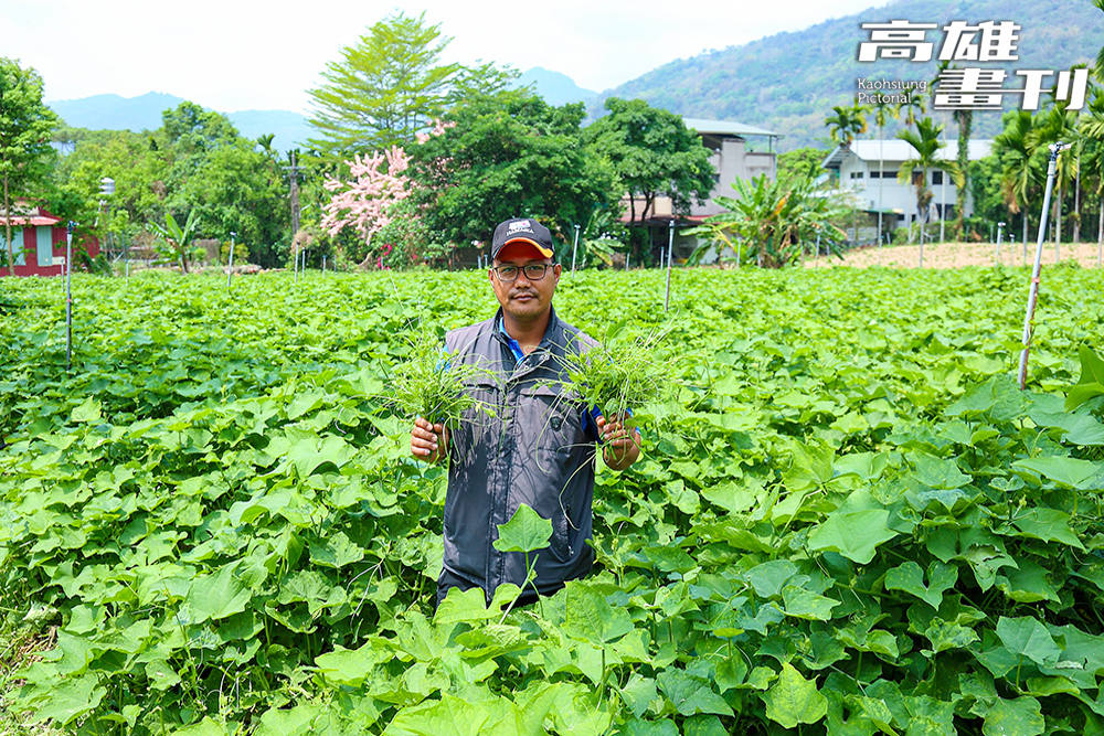 龍鬚菜吃的是嫩芽，看到一心二葉可剪下採收。(攝影/Carter)