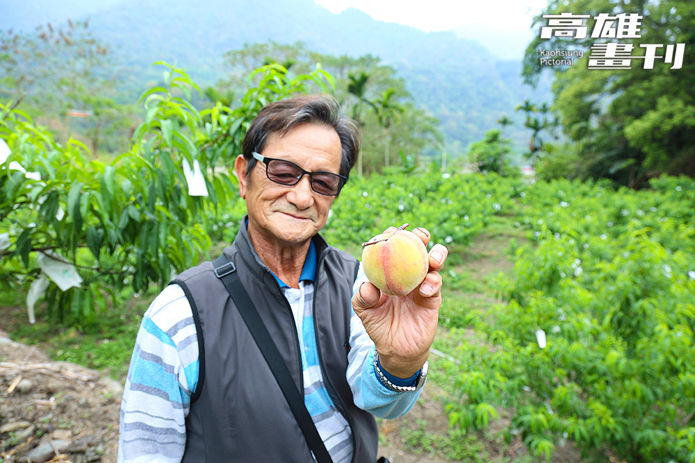 那瑪夏水蜜桃產銷班第8班班長翁博學表示，五月水蜜桃採收最對時，盛情邀請大家來部落市集採購，品嘗一顆顆粉嫩香甜的熱帶品種水蜜桃。(攝影/Carter)