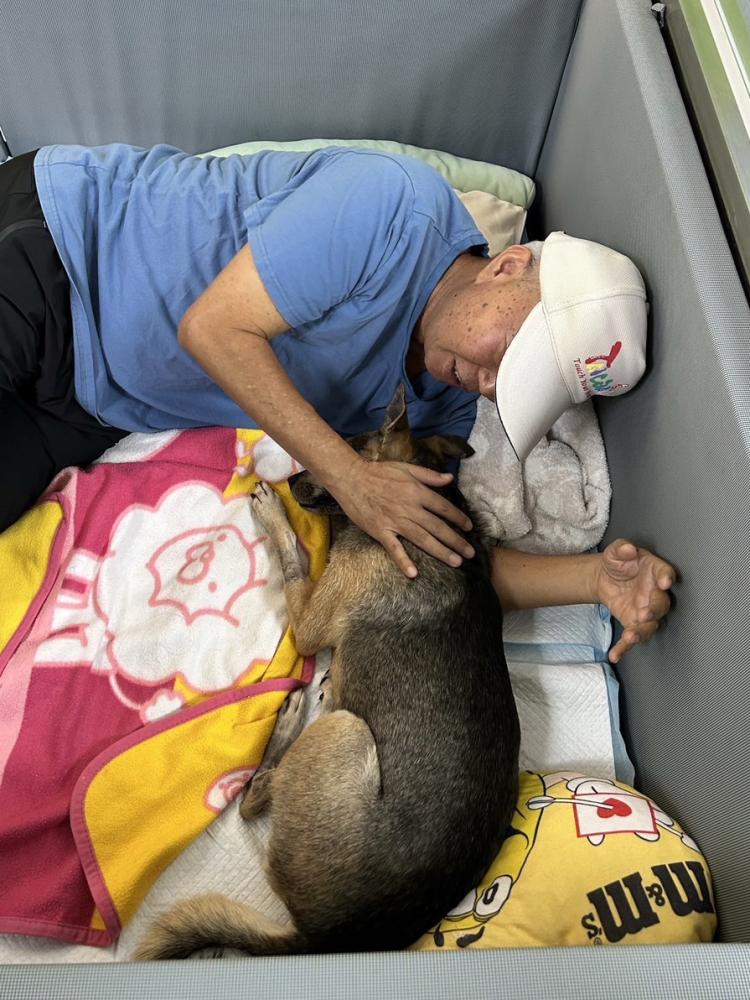 馮院長建議，老年動物最好每3～6個月做一次健康檢查，以便提早發現問題，給予適度治療。(圖片提供/宏力動物醫院)