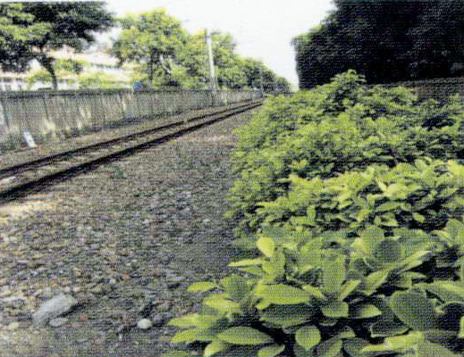 綠色隧道