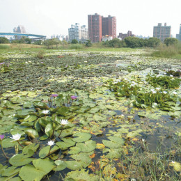 洲仔濕地