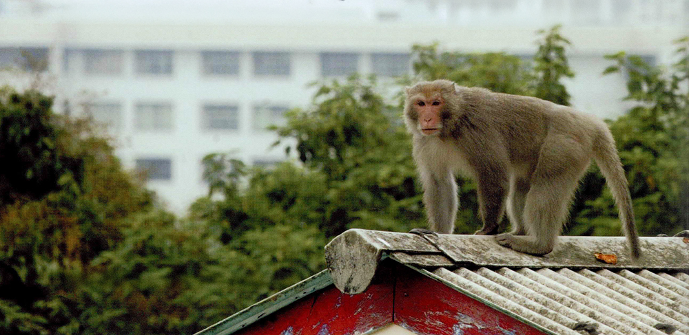 柴山獼猴是高雄市民的好友，彼此該如何互動相處，正考驗都市人的智慧。攝影／蔡宜亭
