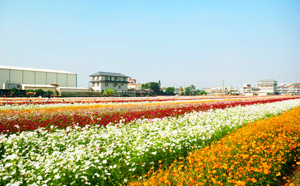 五顏六色的花朵搖曳生姿，為橋頭贏得綠色田園都市的美名。(圖/ James攝)