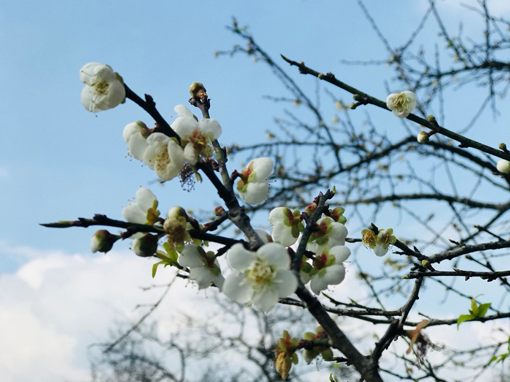 梅樹芬芳綻放。(照片提供/六龜區公所)