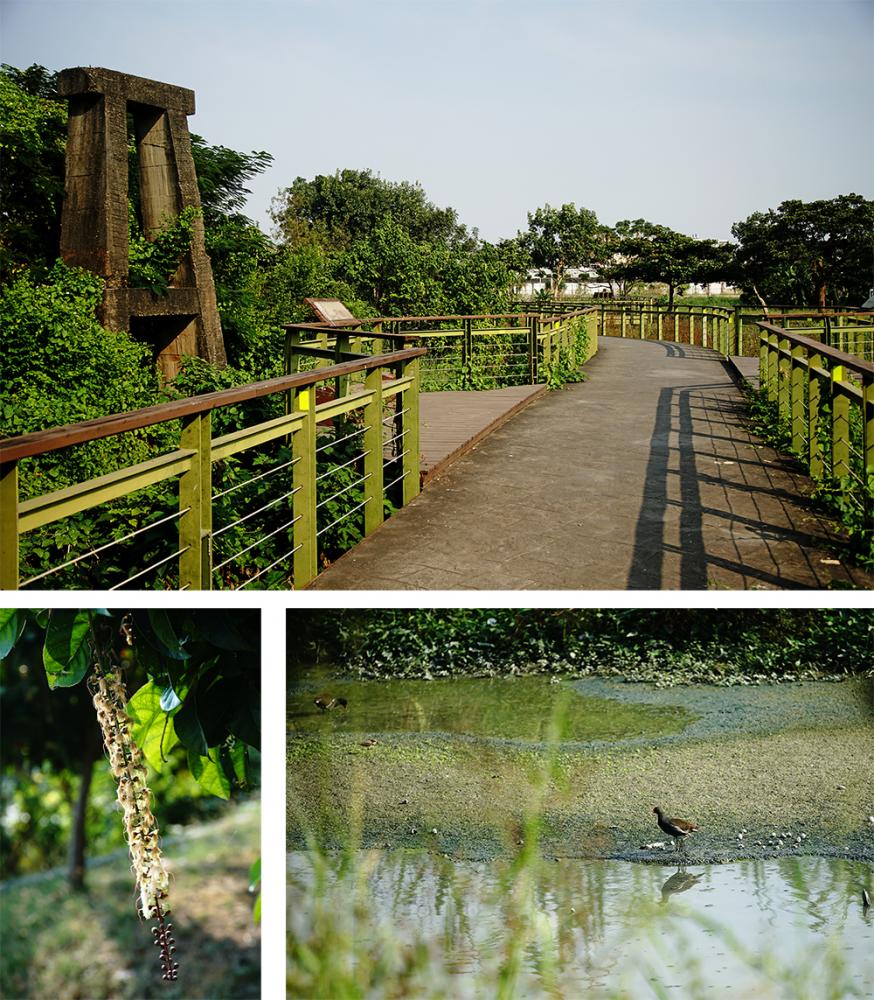 九番埤濕地公園遊園步道在冬日暖陽之下，散步十分舒爽愜意。（攝影／曾信耀）