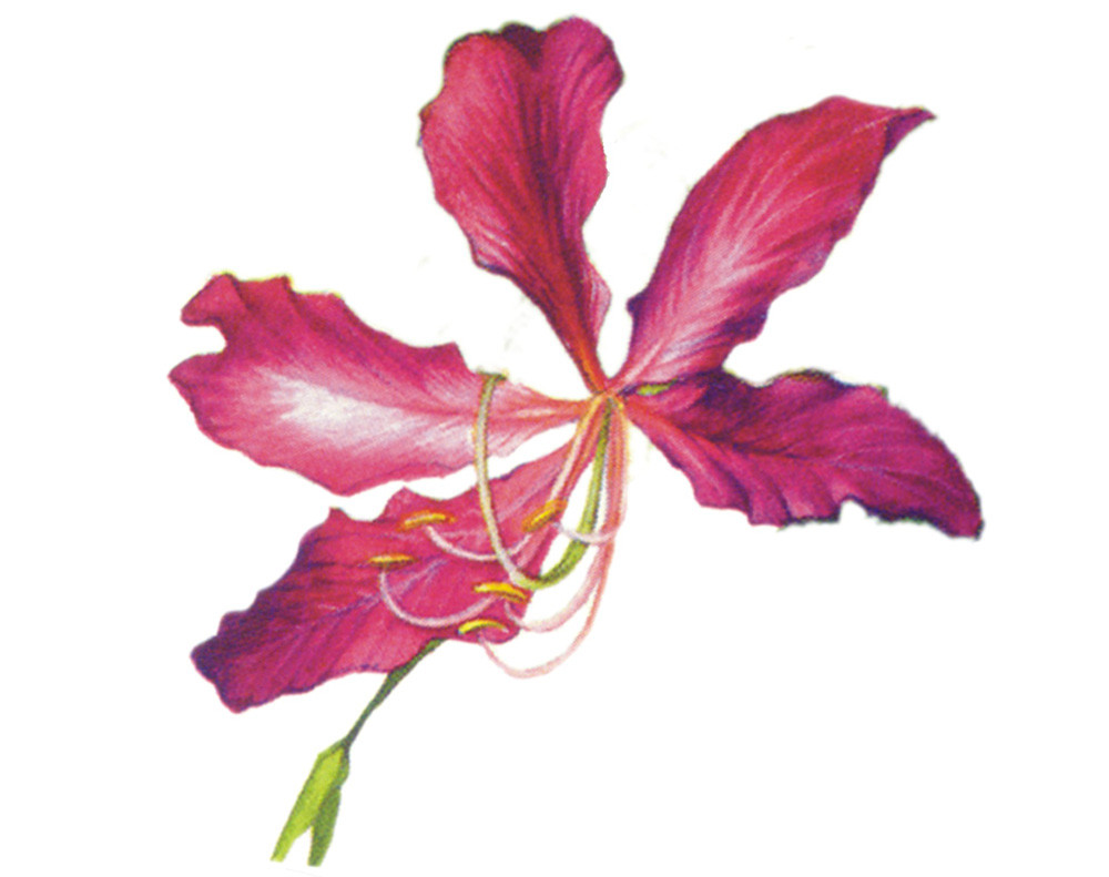 Enjoy a Flower Feast in Kaohsiung