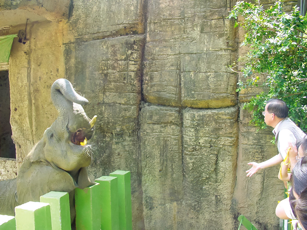 Mayor Hsieh went to Shoushan Zoo to visit the elephant Ali.