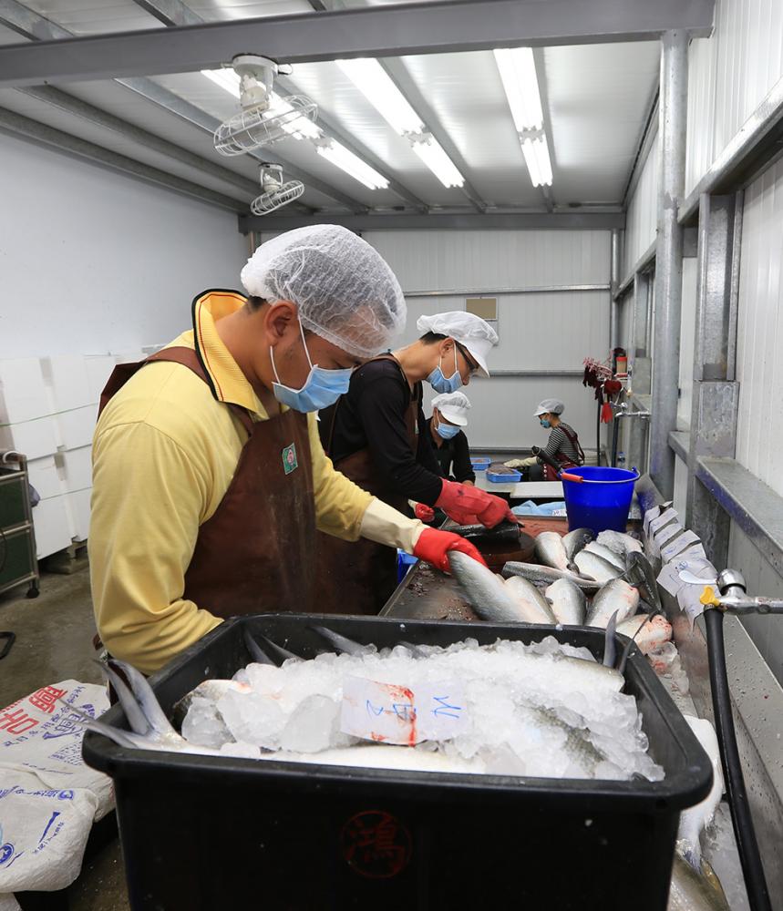 虱目魚加工廠。（攝影／胡靖宇）