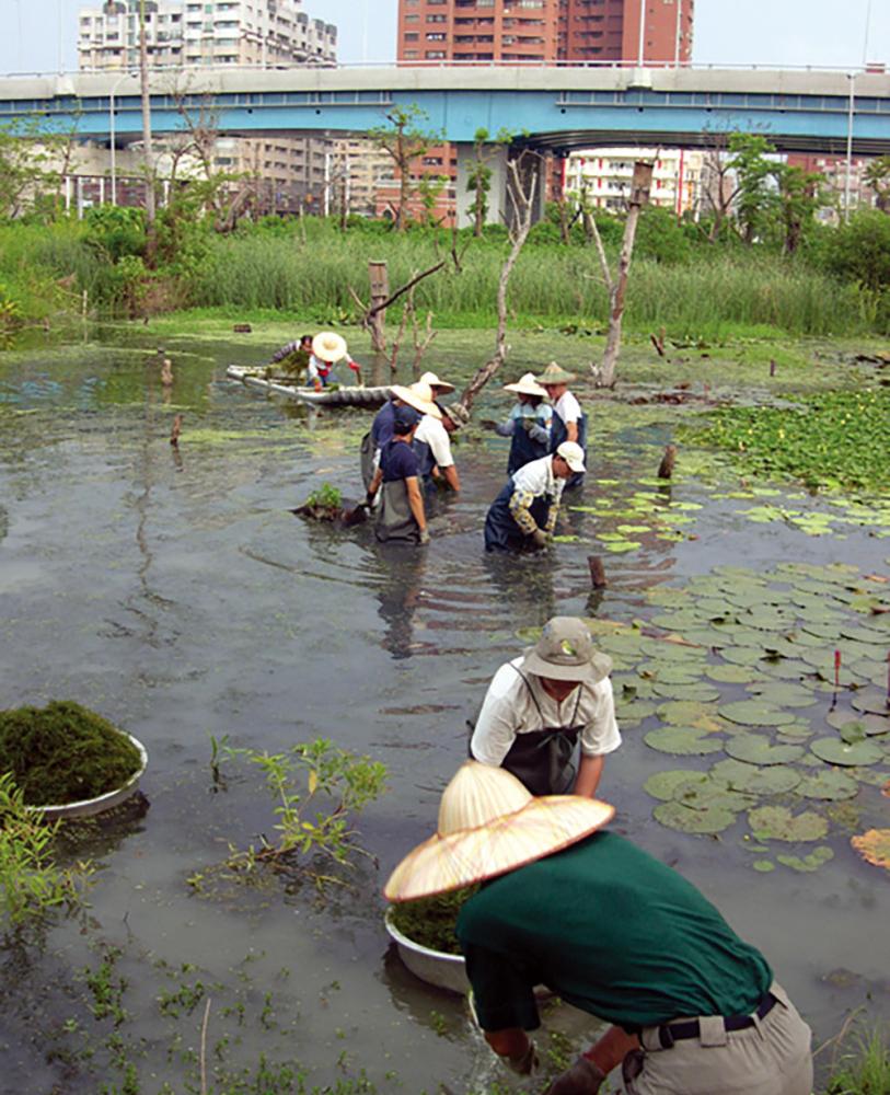 The Kaohsiung branch of Wetland Taiwan has successfully increased the numbers of Pheasant-tailed Jacana in the Jhouzih Wetland Park.Courtesy of the Kaohsiung Branch of Wetland Taiwan