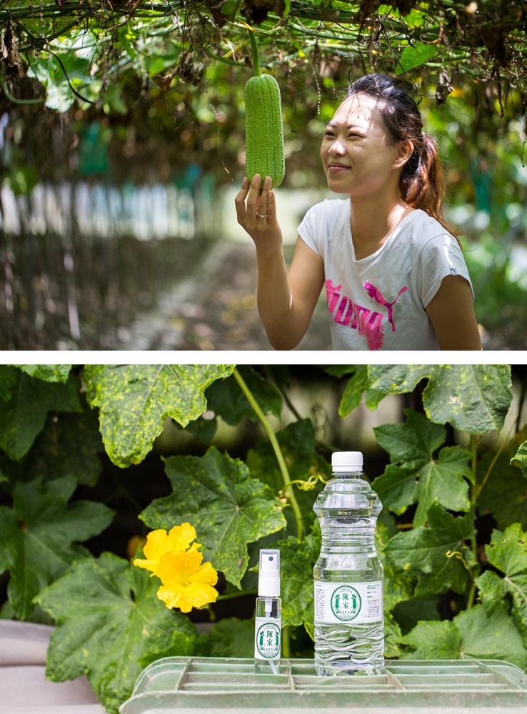 陳雅玲將「陳家絲瓜水」經營得有聲有色。（攝影／連偉志）