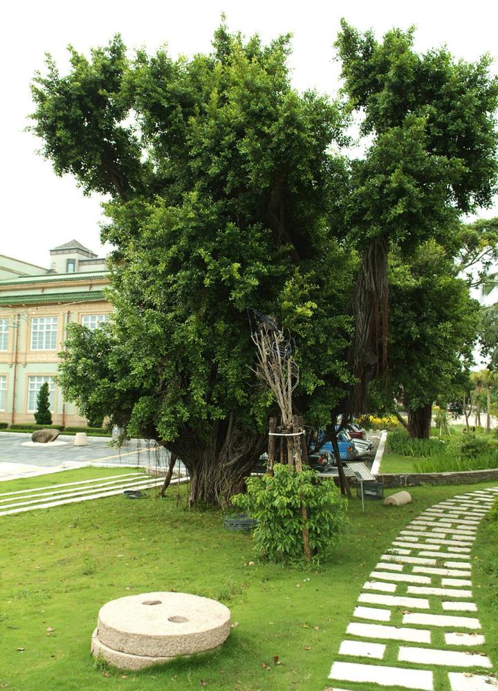 Referenced as Yencheng 004, a banyan tree stands by the Museum of History in the Yancheng District.