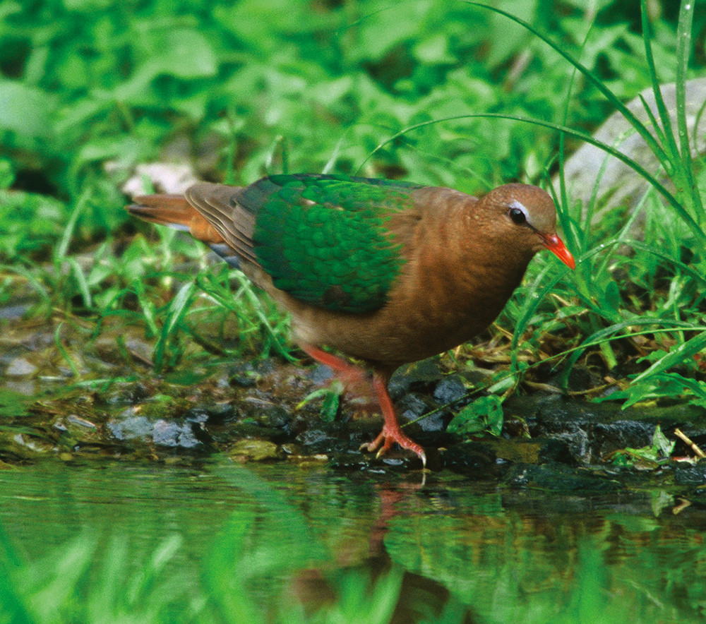 翠翼鳩