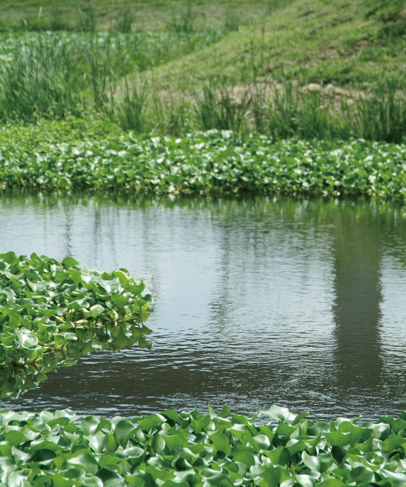 She Zih Lin Basin Wetland Park