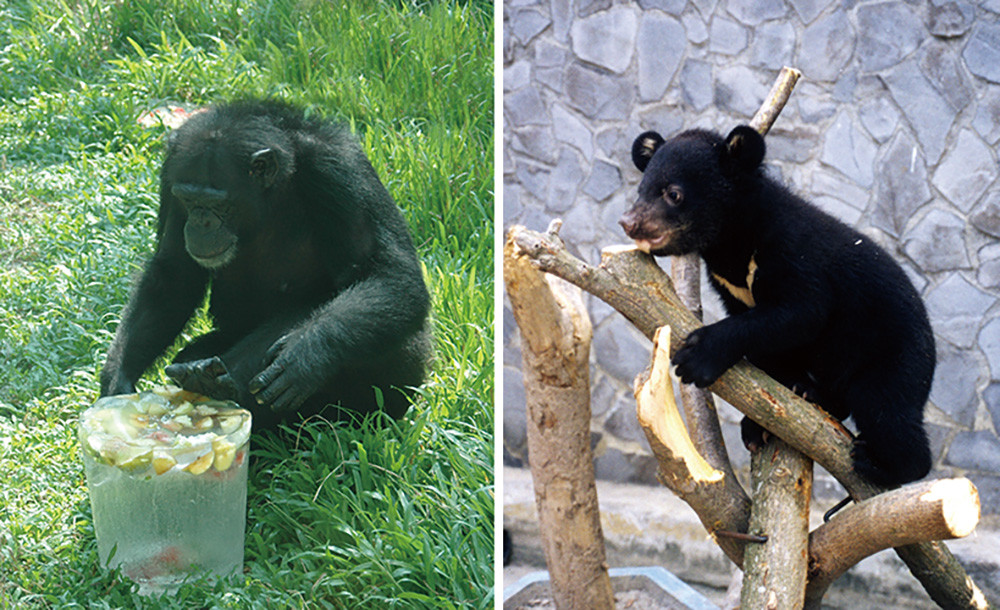 Chimpanzee(left)、Formosan black bear(right)