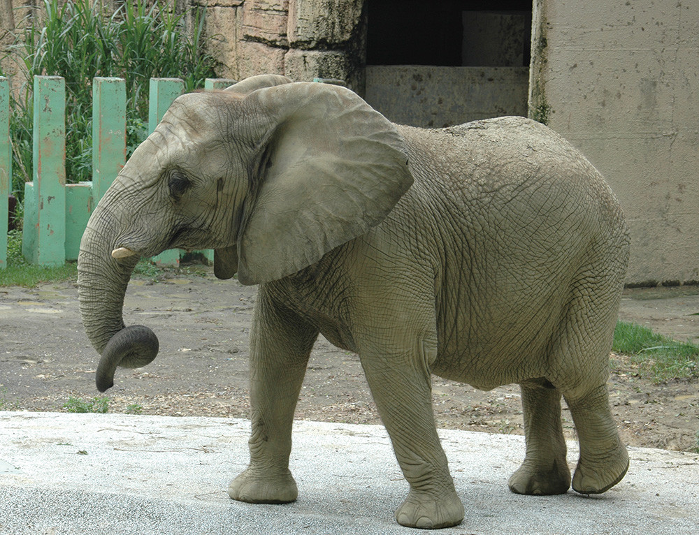 Elephant