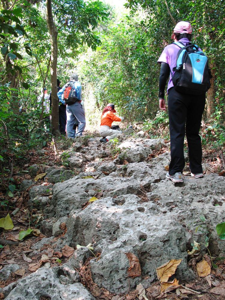 Chaishan abounds lush forest physiognomy and ecosystem.