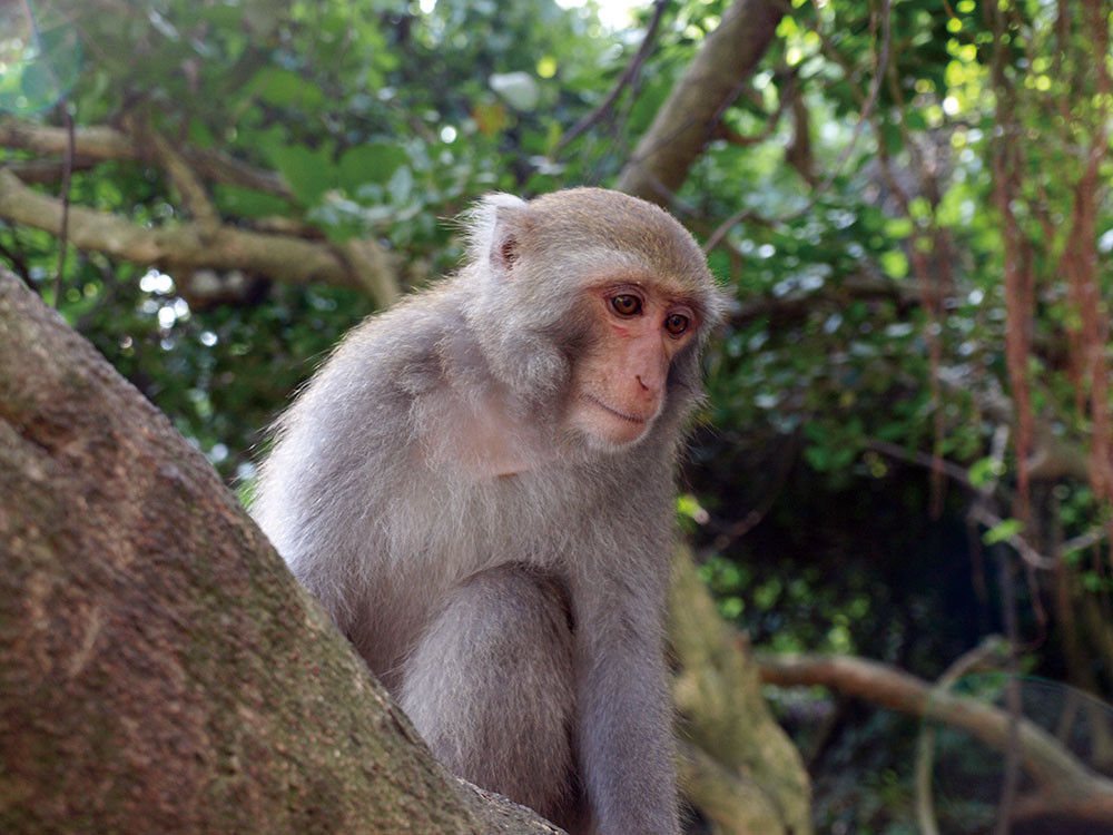 A Taiwanese Macaque on Chaishan