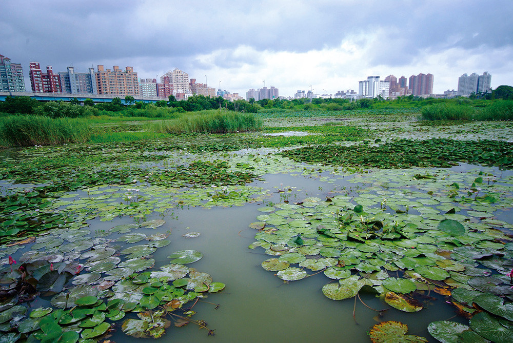 洲仔濕地