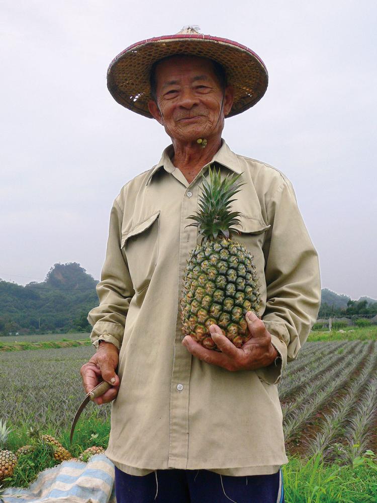50 years of growing pineapples.