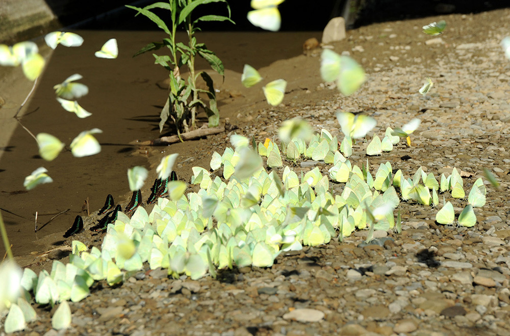 Butterflies gather during butterfly season.