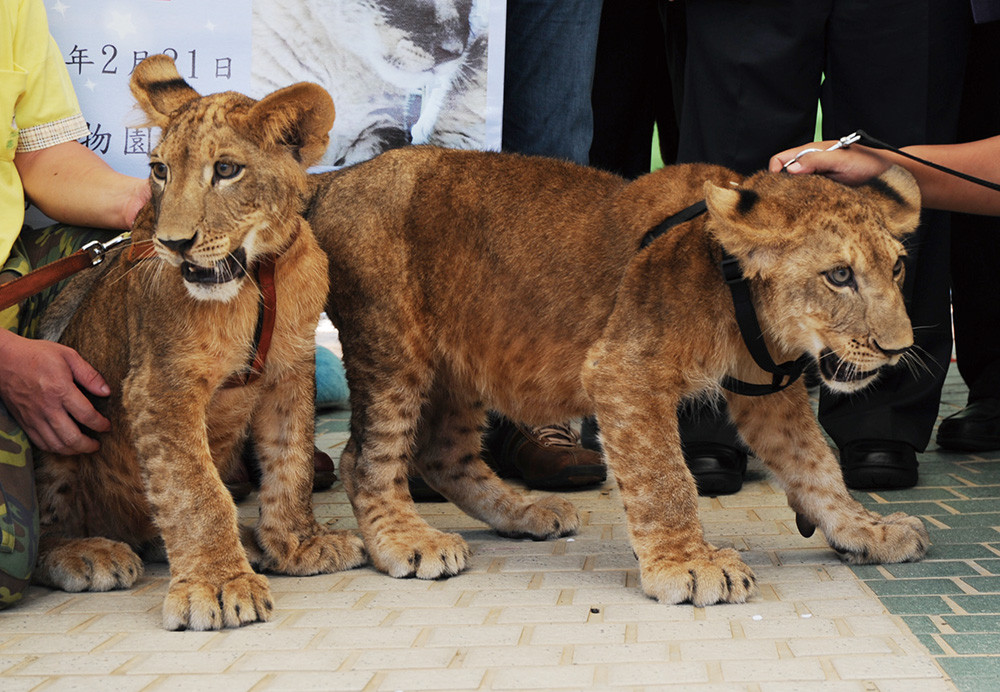 On August 14th, Shoushan Zoo introduced twin African lions (Panthera Leo) - Siao Sin and Siao Ba 