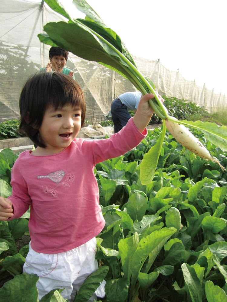 Children enjoy pulling radishes.