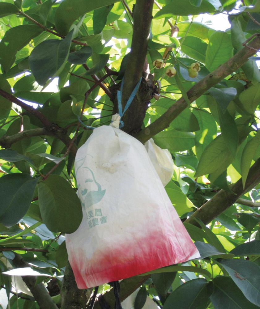 Bags protect White Bell Fruit from insects