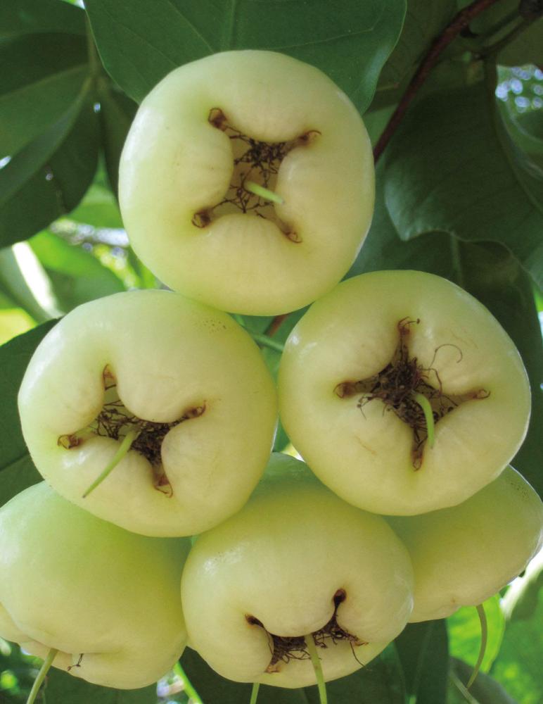 Sweet and delicious white bell fruit
