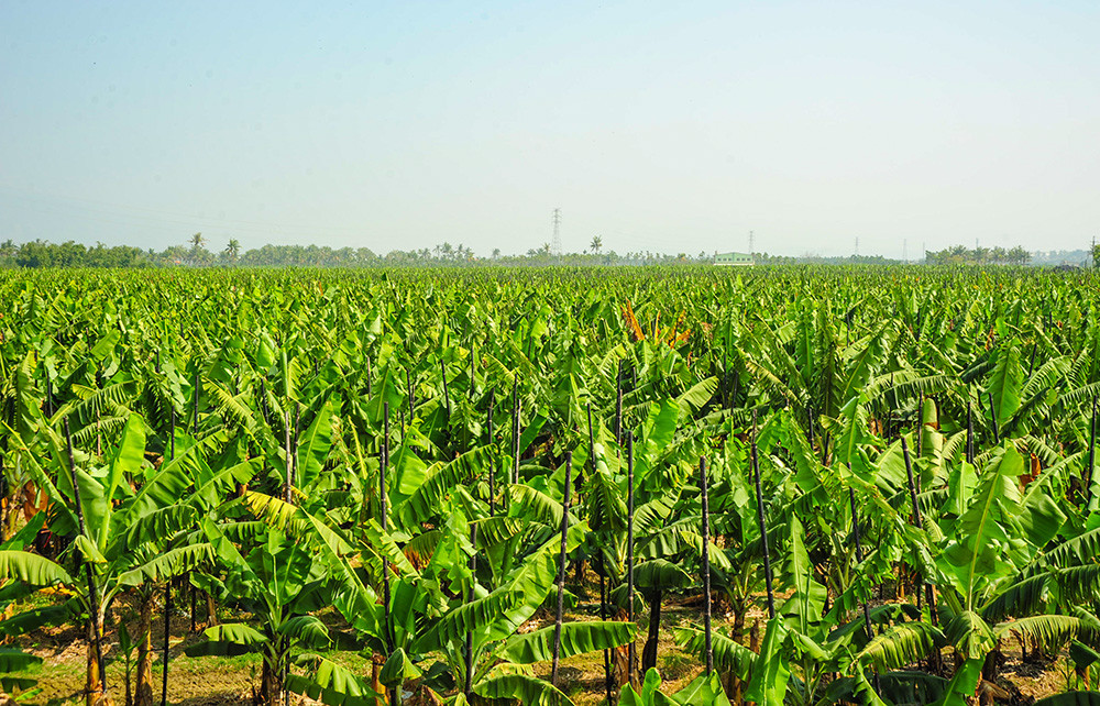 The Banana Kingdom of Cishan
