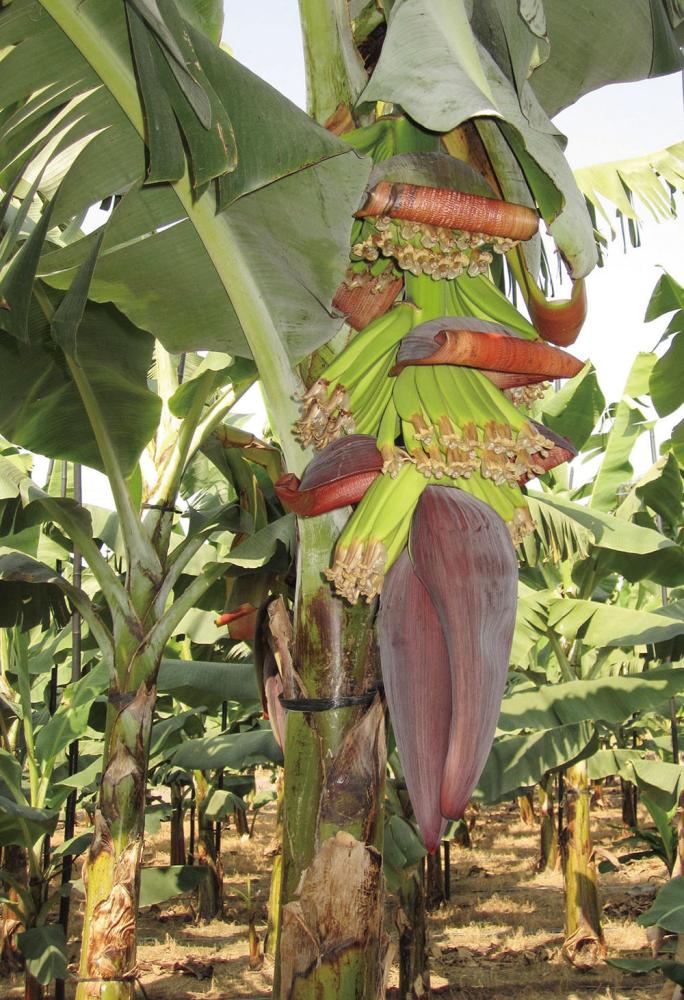 Banana trees
