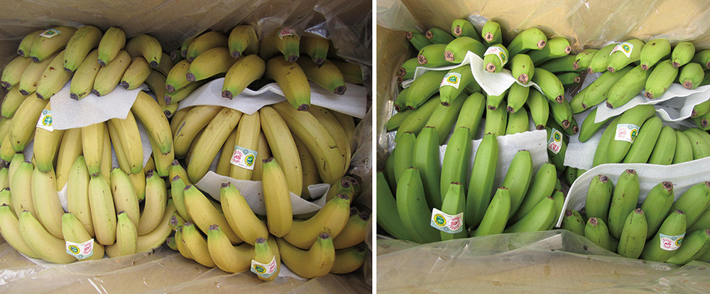 Post harvest techniques ensure bananas ripen at specific times