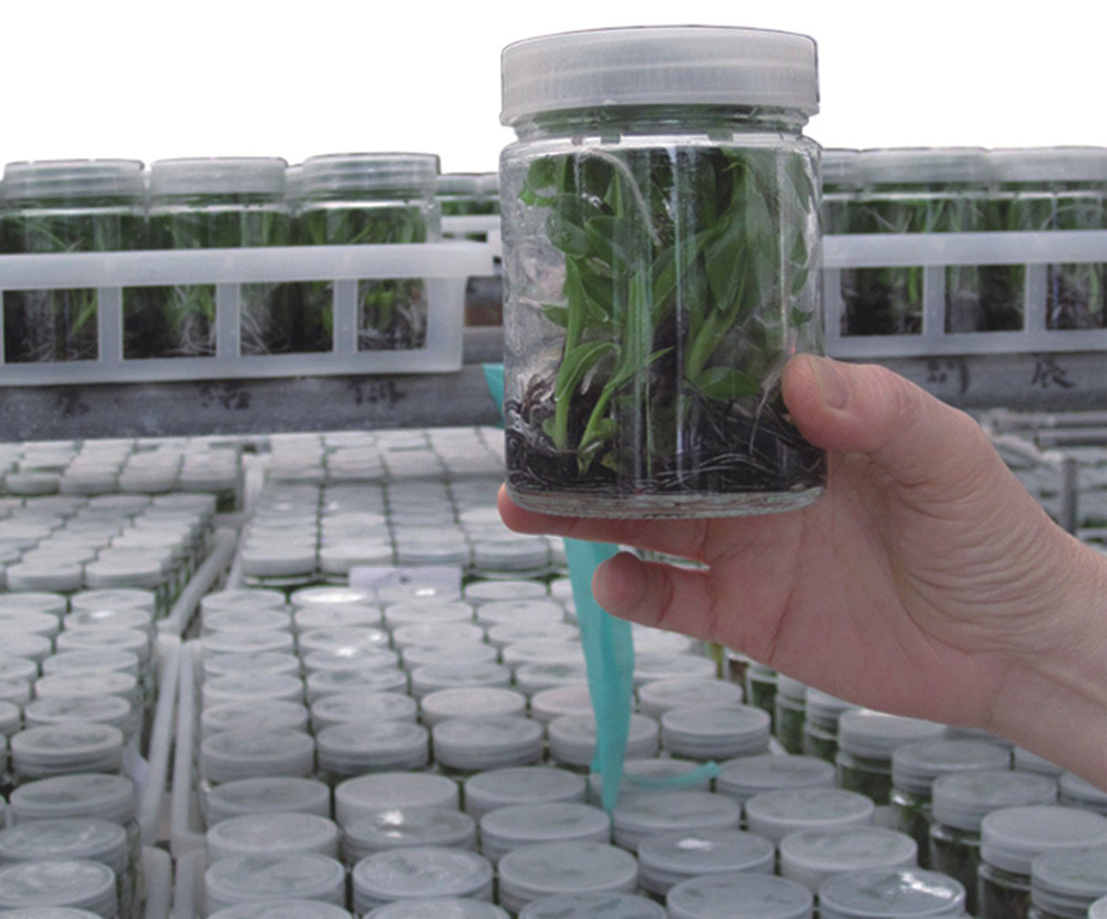 香蕉研究所量化生產健康種苗