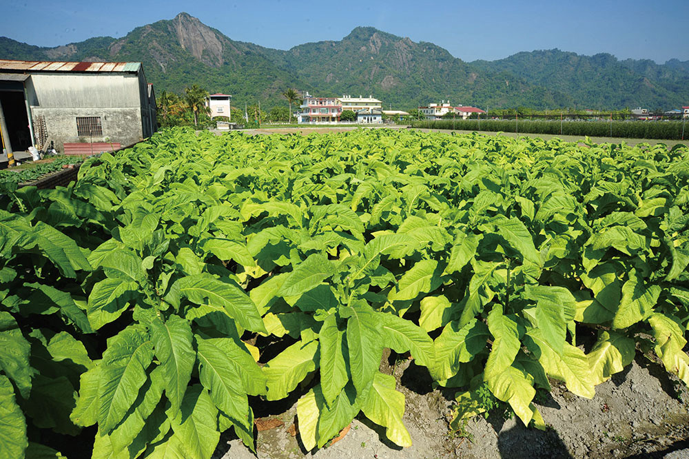 Tobacco field