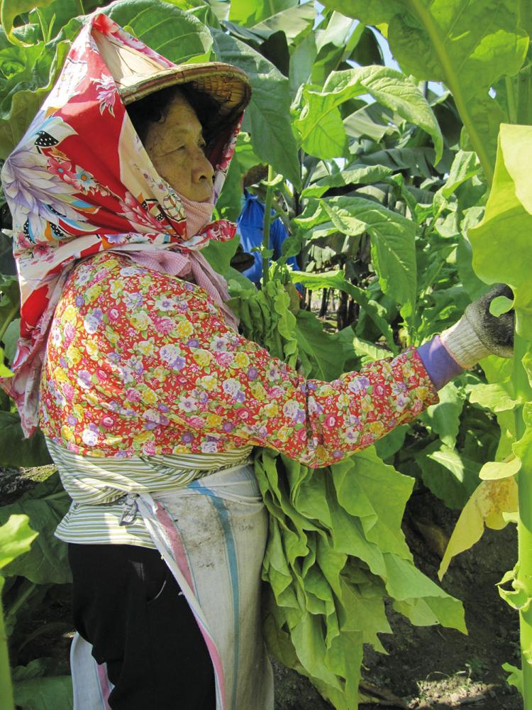 採菸葉