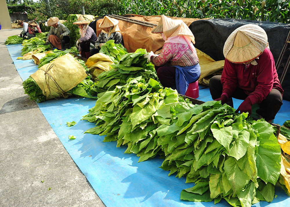 Farmers securing tobacco leaves to baking racks