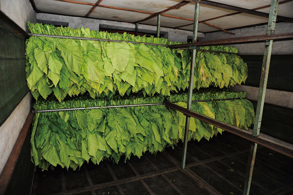 Tobacco leaves in baking chamber.