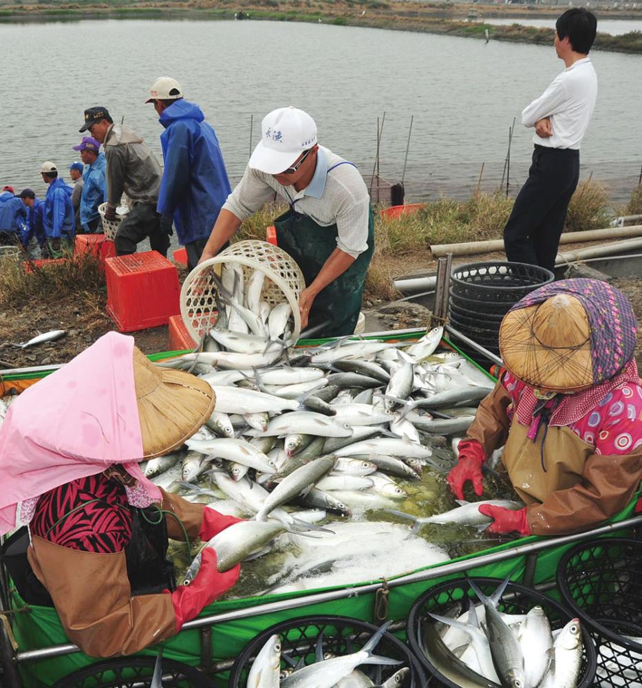 Distributing the milkfish to market