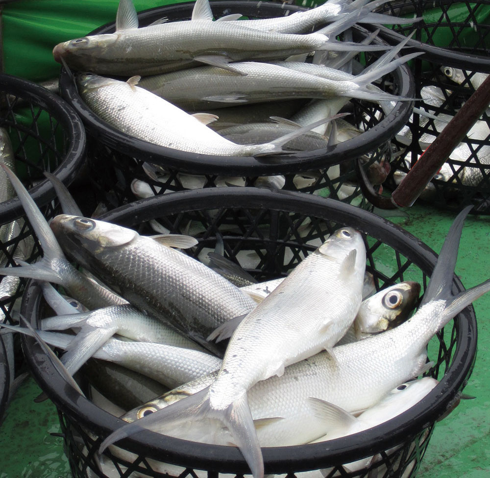 Milkfish and ridge-tail prawn farms