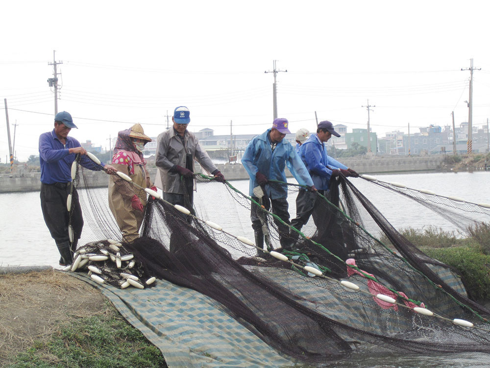捕撈虱目魚