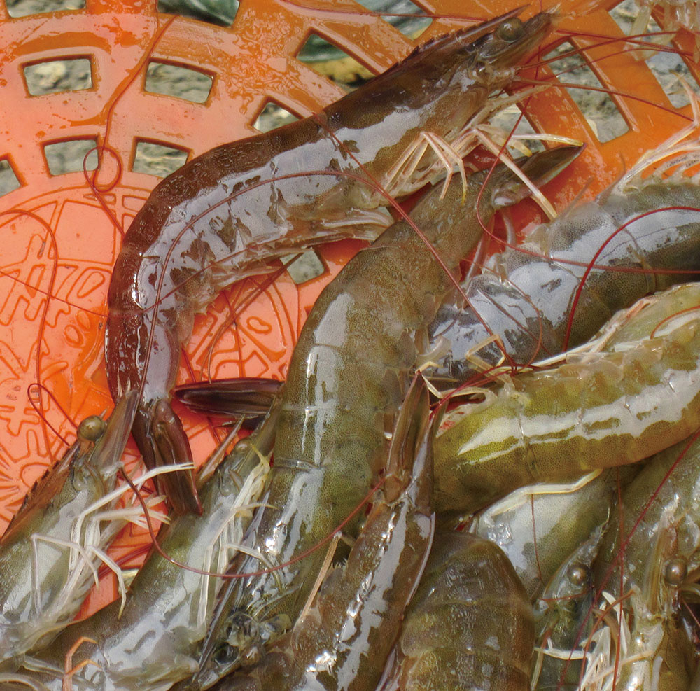 「共池」養殖虱目魚和白蝦