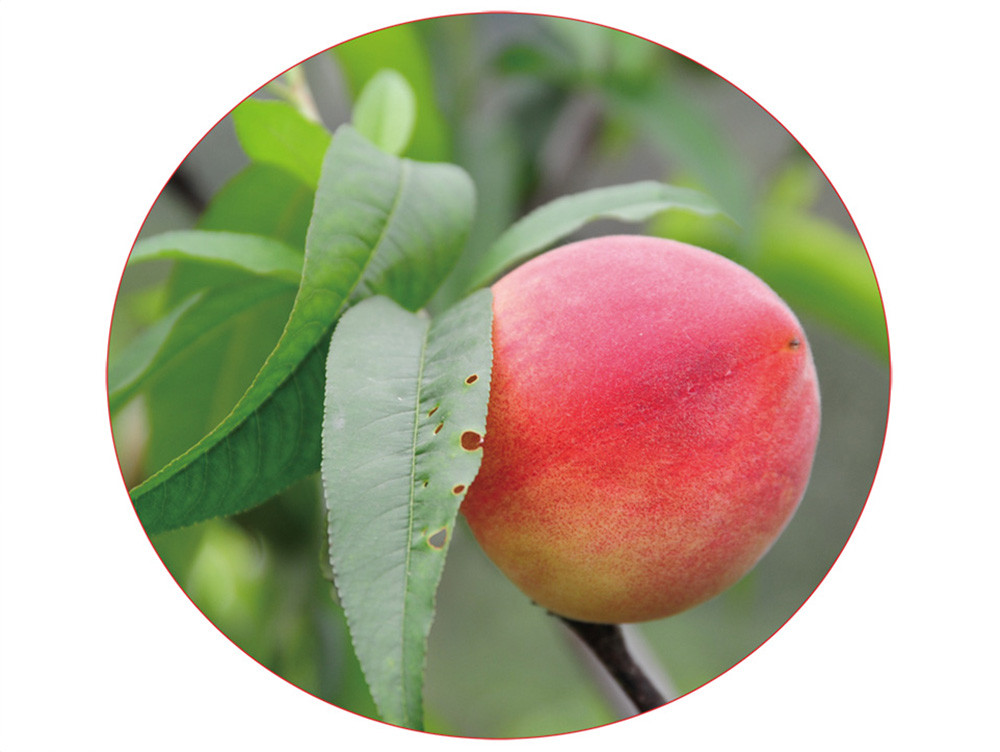Peaches in Namasia District